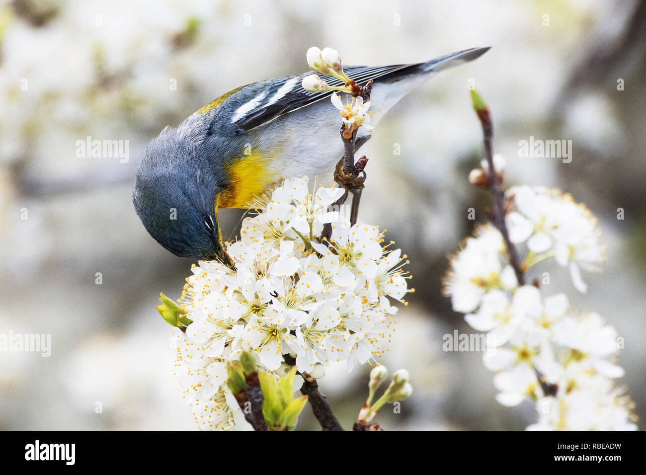 Northern parula foraging in early spring flowering beach plum shrub Stock Photo