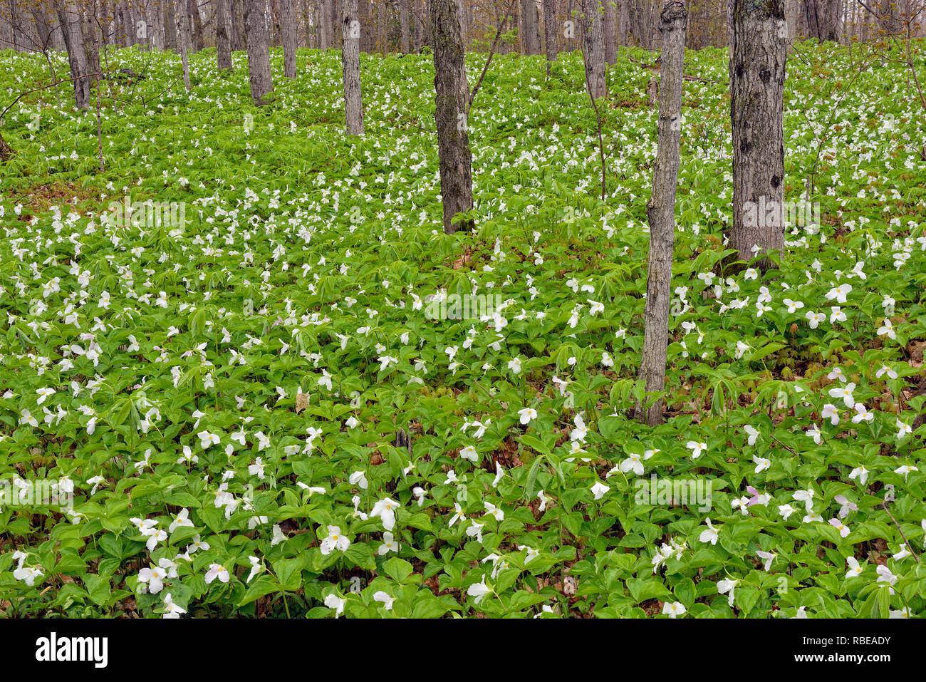 Flowering trilliums in a deciduous woodland, Mud Creek, Kagawong Lake