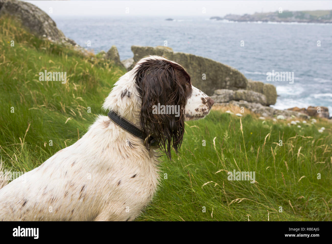 Gilly, Salakee Down, St. Mary's, Isles of Scilly, UK Stock Photo
