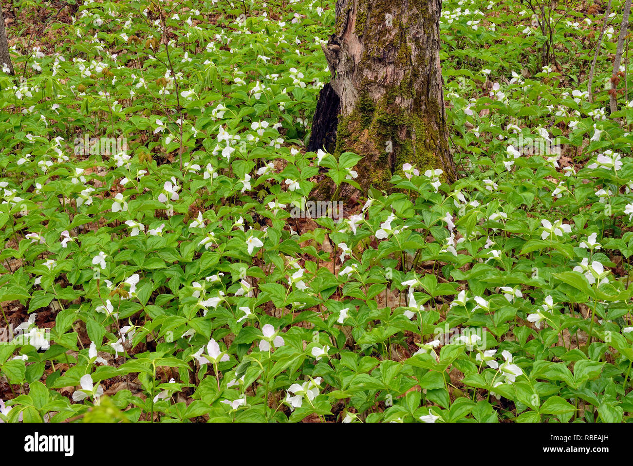 Flowering trilliums in a deciduous woodland, Mud Creek, Kagawong Lake