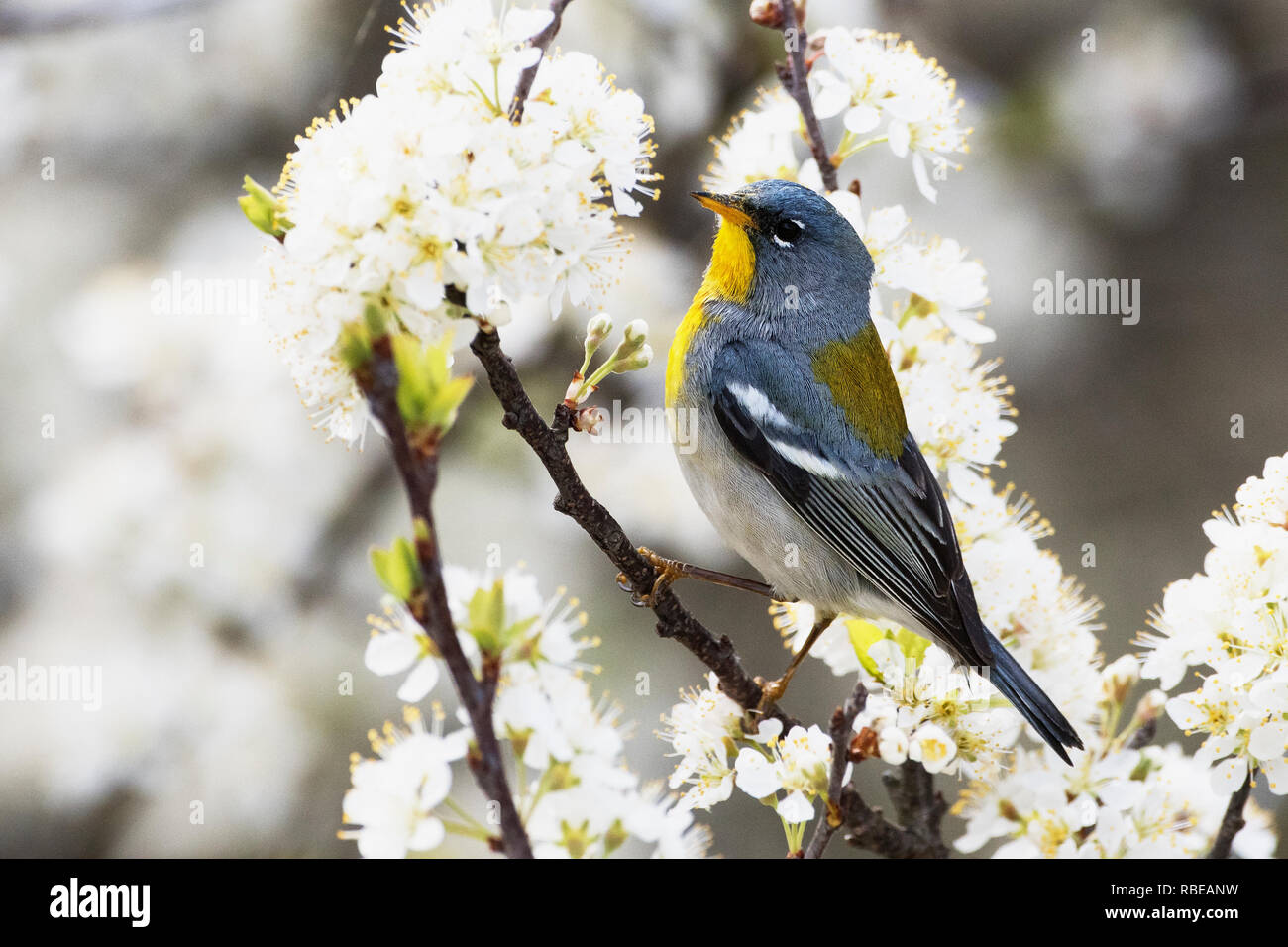 Northern parula warbler foraging in spring flowering beach plum Stock Photo