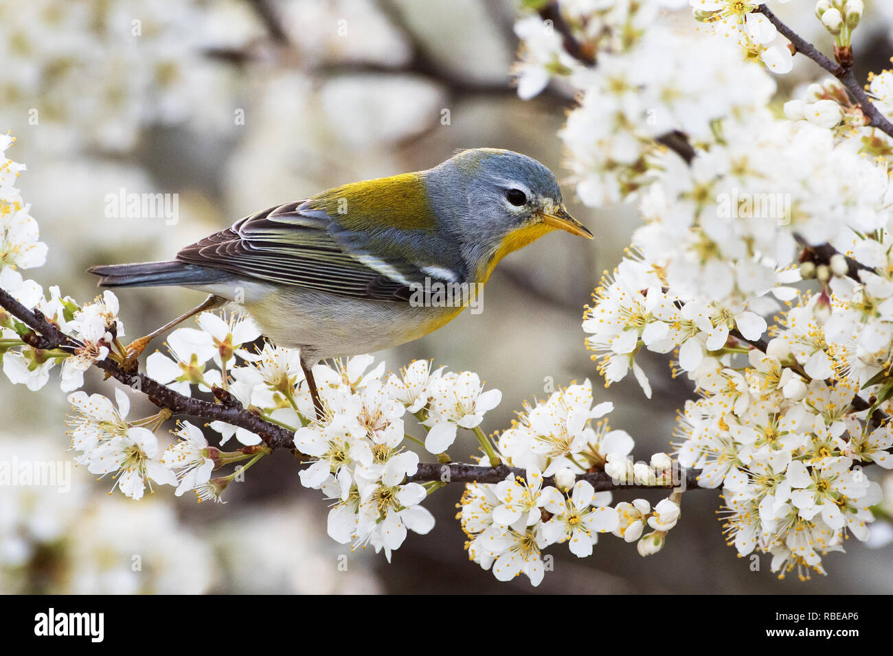 Northern parula warbler foraging in spring flowering beach plum Stock Photo