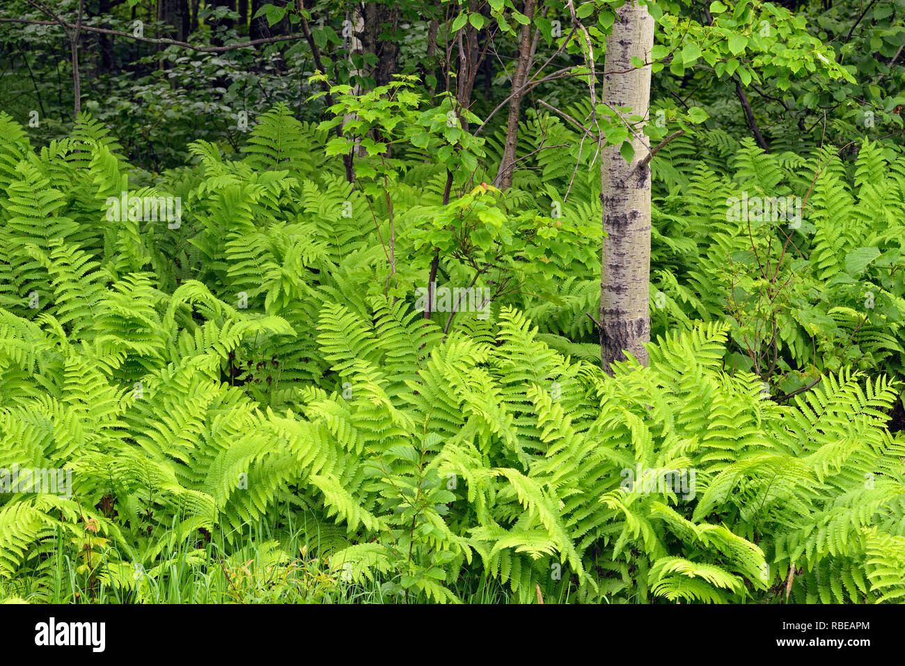Ferns in the understory of a deciduous woodland, Hwy 63 near Hayward, Wisconsin, USA Stock Photo
