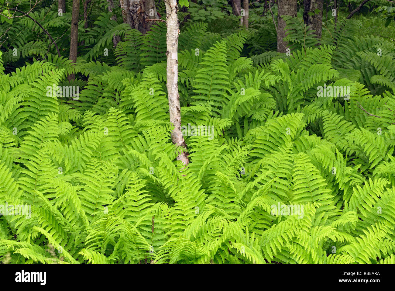 Ferns in the understory of a deciduous woodland, Hwy 63 near Hayward, Wisconsin, USA Stock Photo