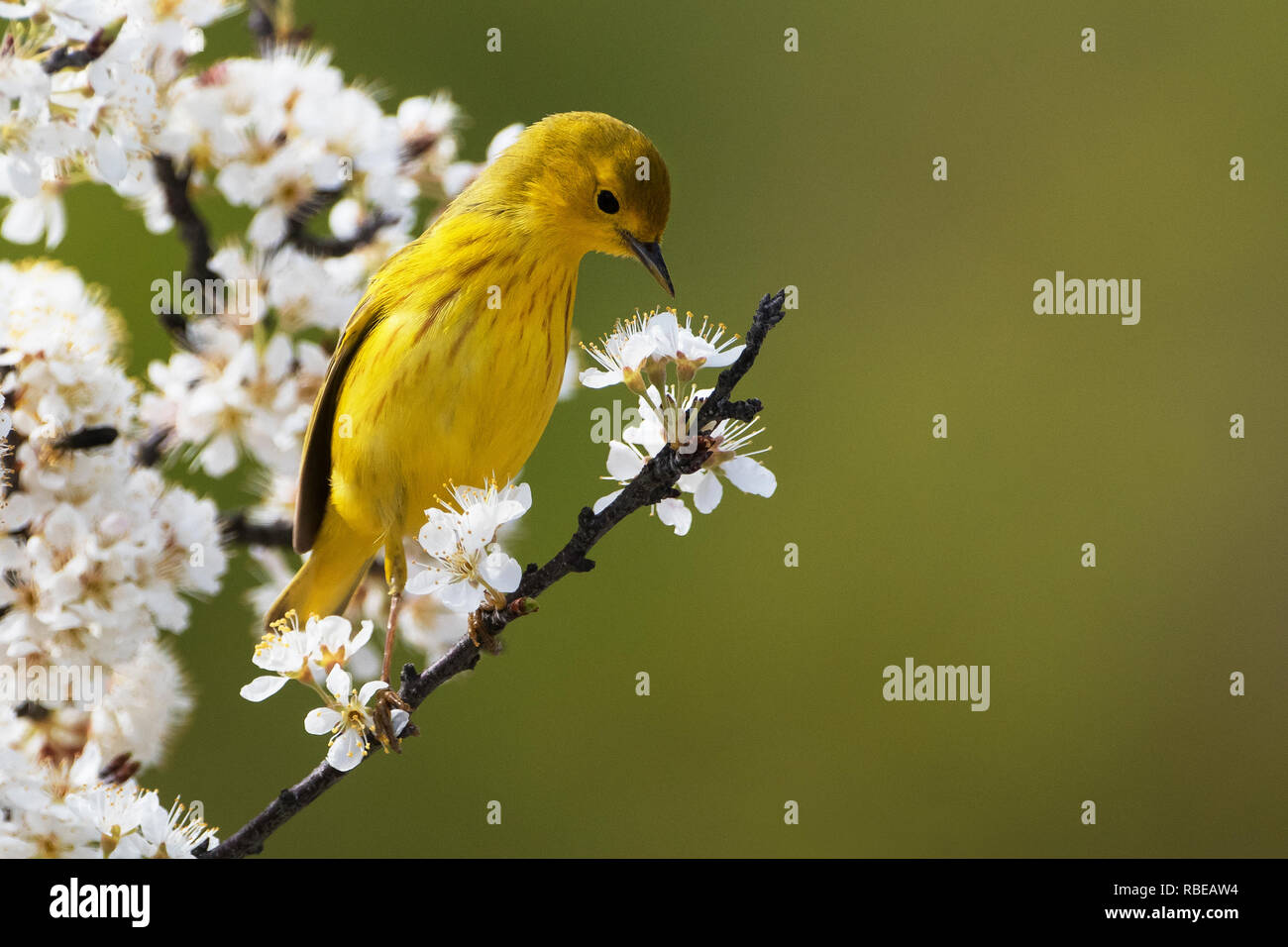 Yellow warbler foraging in flowering  spring beach plum shrub Stock Photo