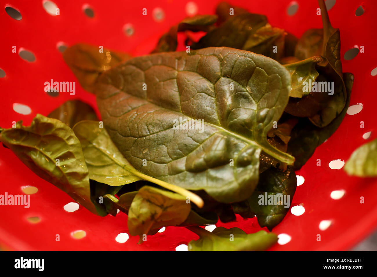Large Spinach Leaf in a sieve in a kitchen in Chichester, West Sussex