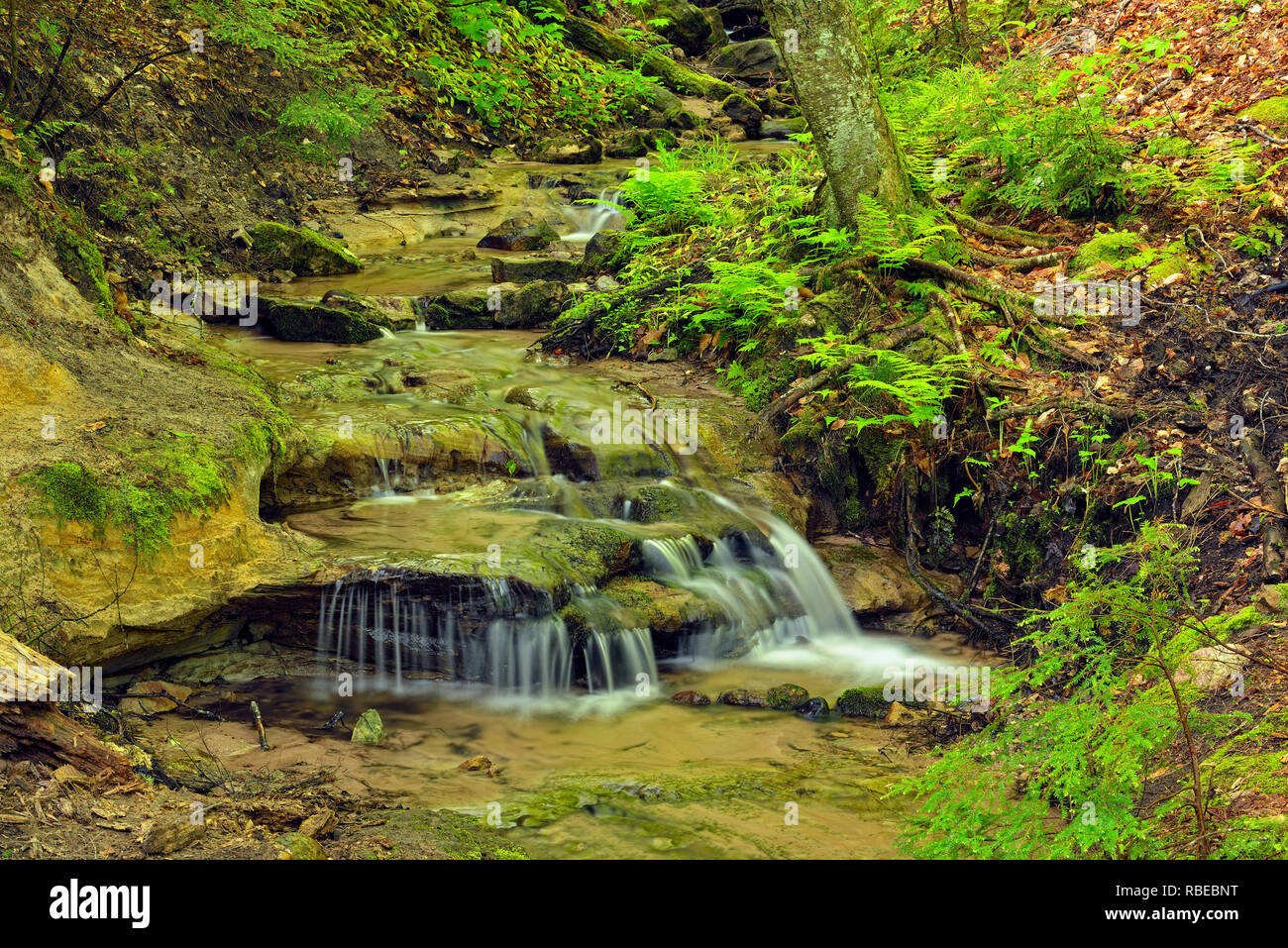 A tributary stream in the woodland near Wagner Falls Stock Photo