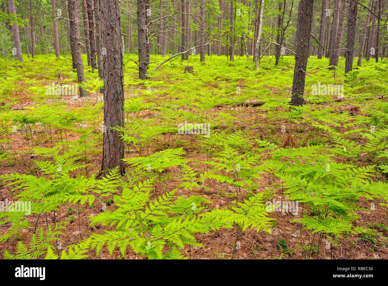 Pine Woodland With Bracken Ferns Pictured Rocks National Lakeshore Pine Woodland With Bracken Ferns Pictured Rocks National Lakeshore