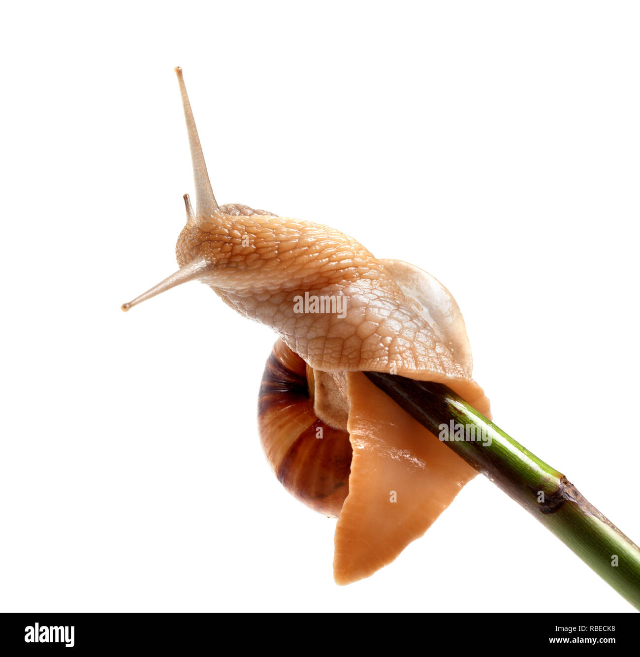Snail crawling on green stem. Isolated on white background. Stock Photo