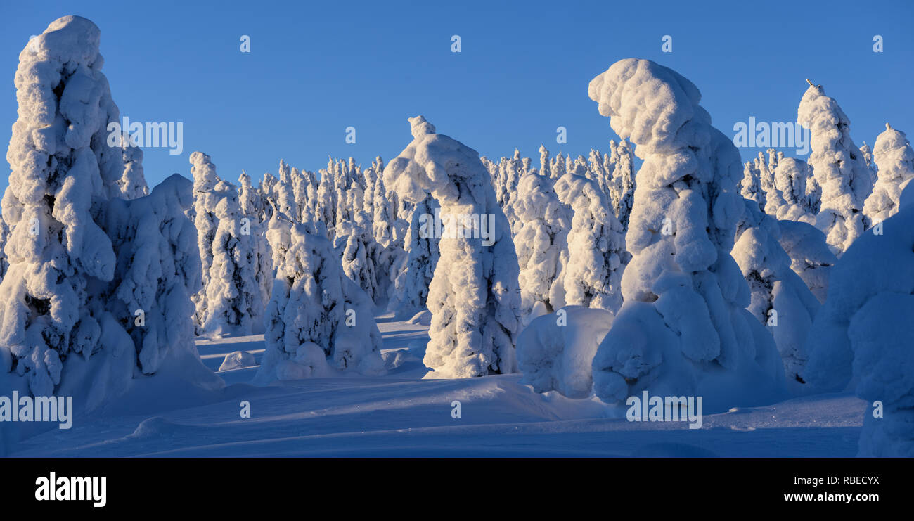 Beautiful Winter Panorama With Snow Covered Firs And Forest In The Background At Sunrise Stock Photo Alamy