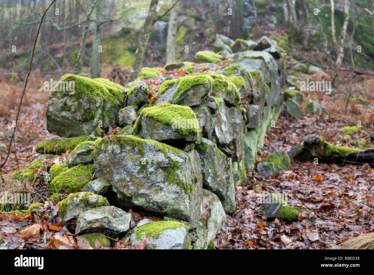 moss covered old crumbled stone fence Stock Photo