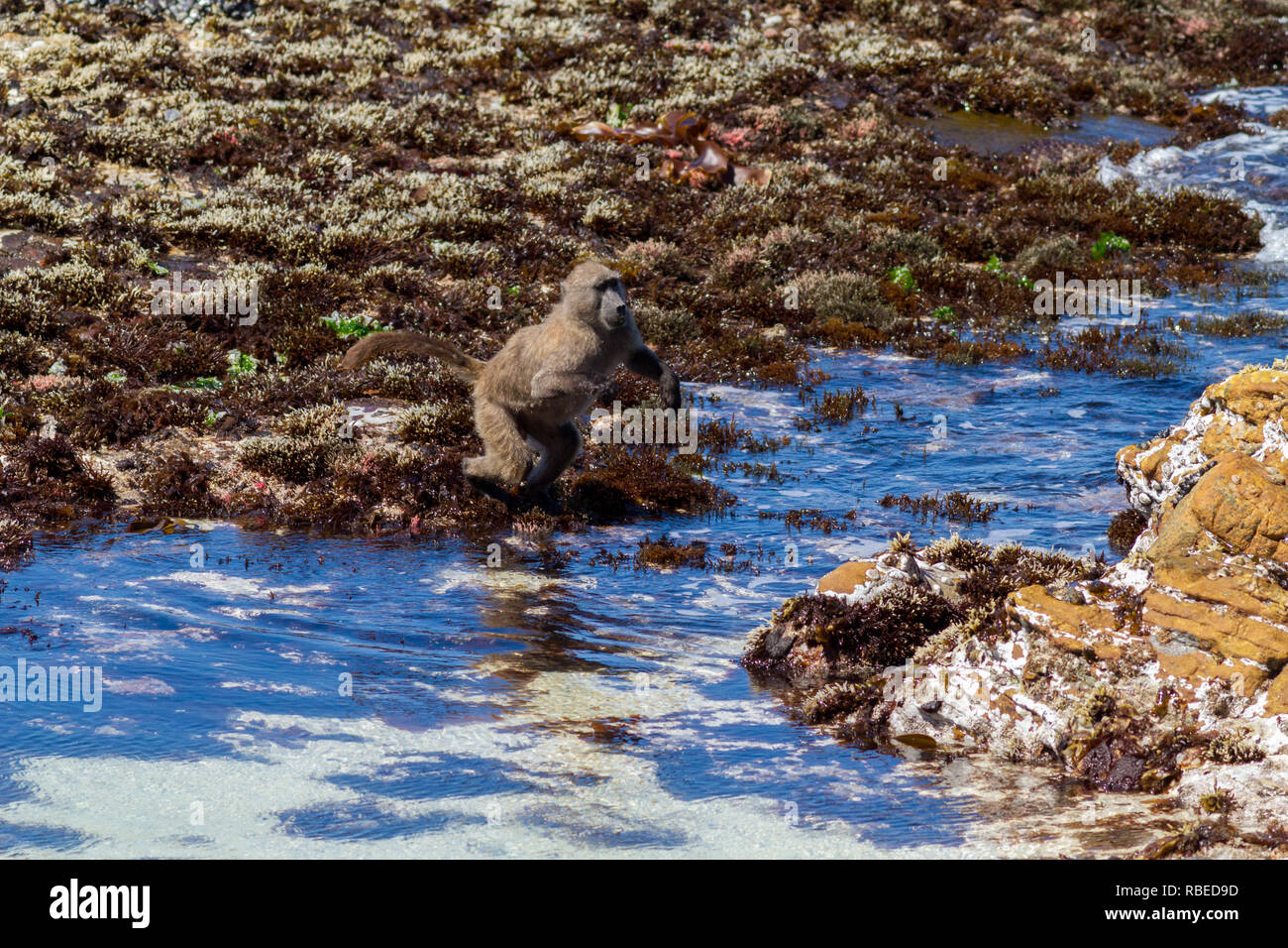 Series of shots showing a Cape Baboon jumping across a stretch of sea on the beach, Cape Peninsula, South Africa Stock Photo