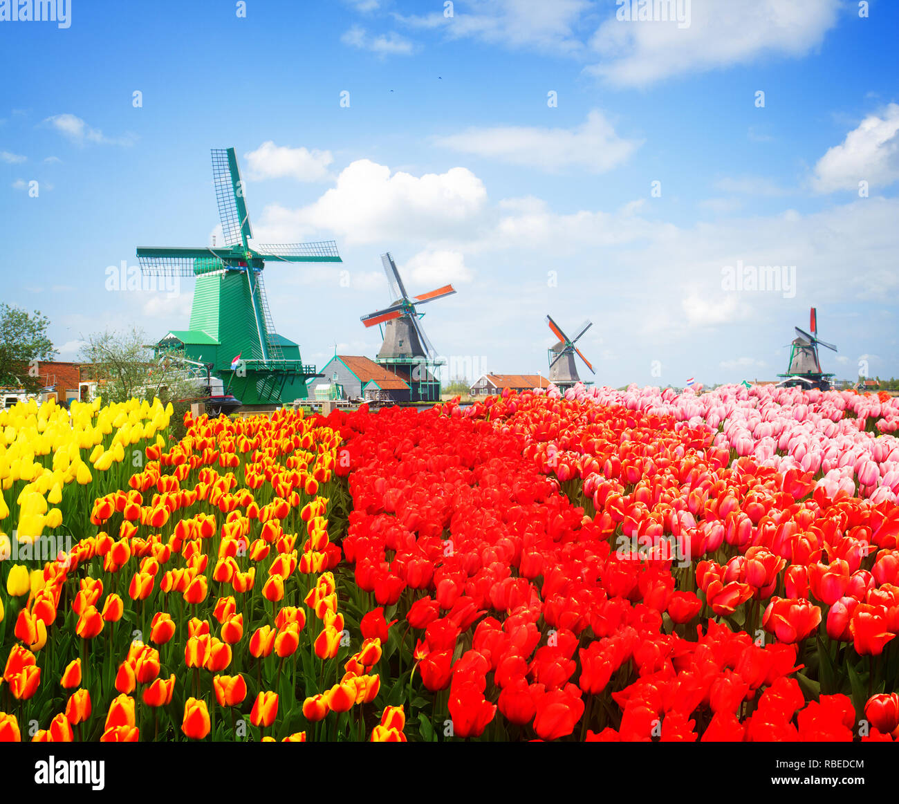 view of dutch windmills in Zaanse Schans with tulips field, Holland, retro toned Stock Photo