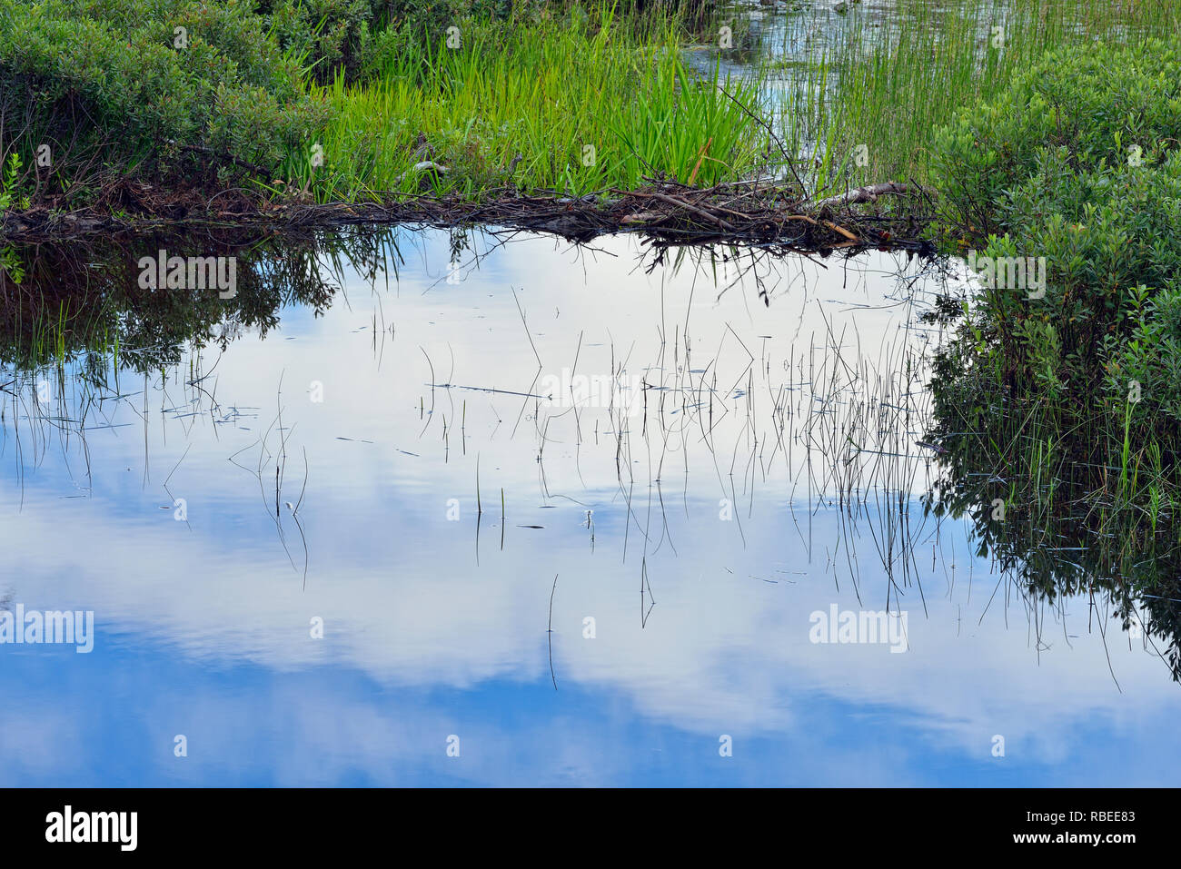 Aquatic vegetation in a wetland near Halfway Lake, Halfway Lake