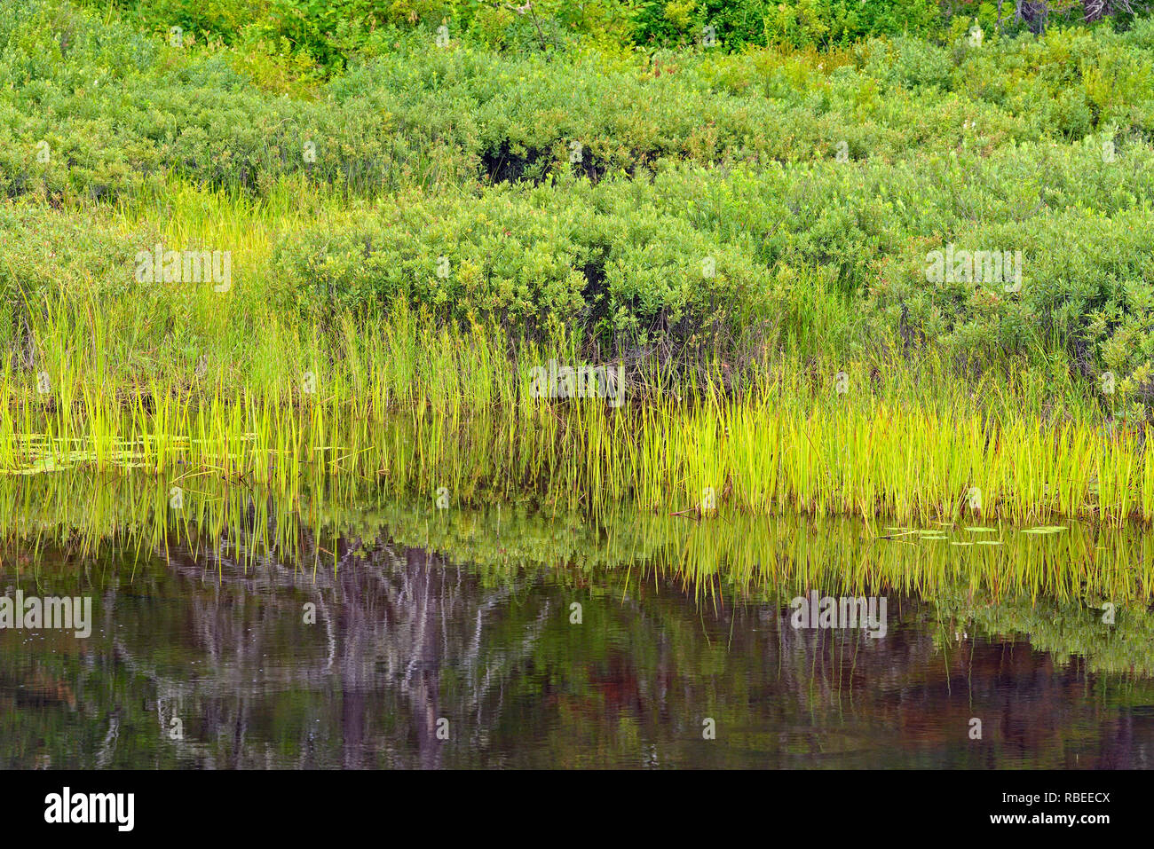 Aquatic vegetation in a wetland near Halfway Lake, Halfway Lake Provincial Park, Ontario, Canada