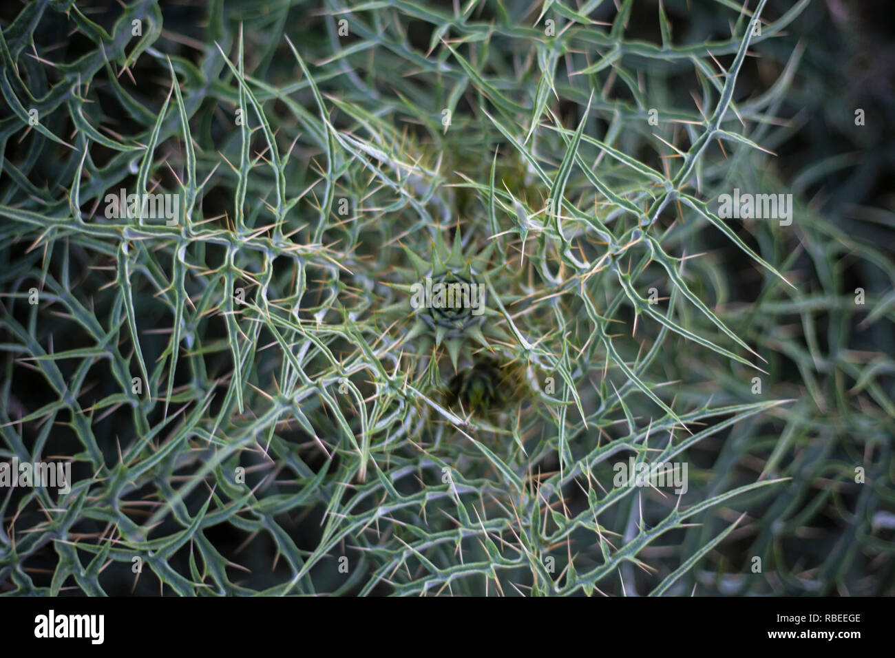 Thorny Spiky Plant Seamless. Prickly Bush Close up Shot in Green White Color. Cactus Spreading its Thistles. Detailed Sharp and Pointed Stems and Leav Stock Photo