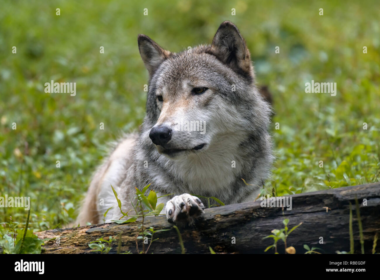 Close-up portrait of gray wolf (Canis lupus) with blurred background. Beautiful predator timber or western wolf lying on the ground Stock Photo
