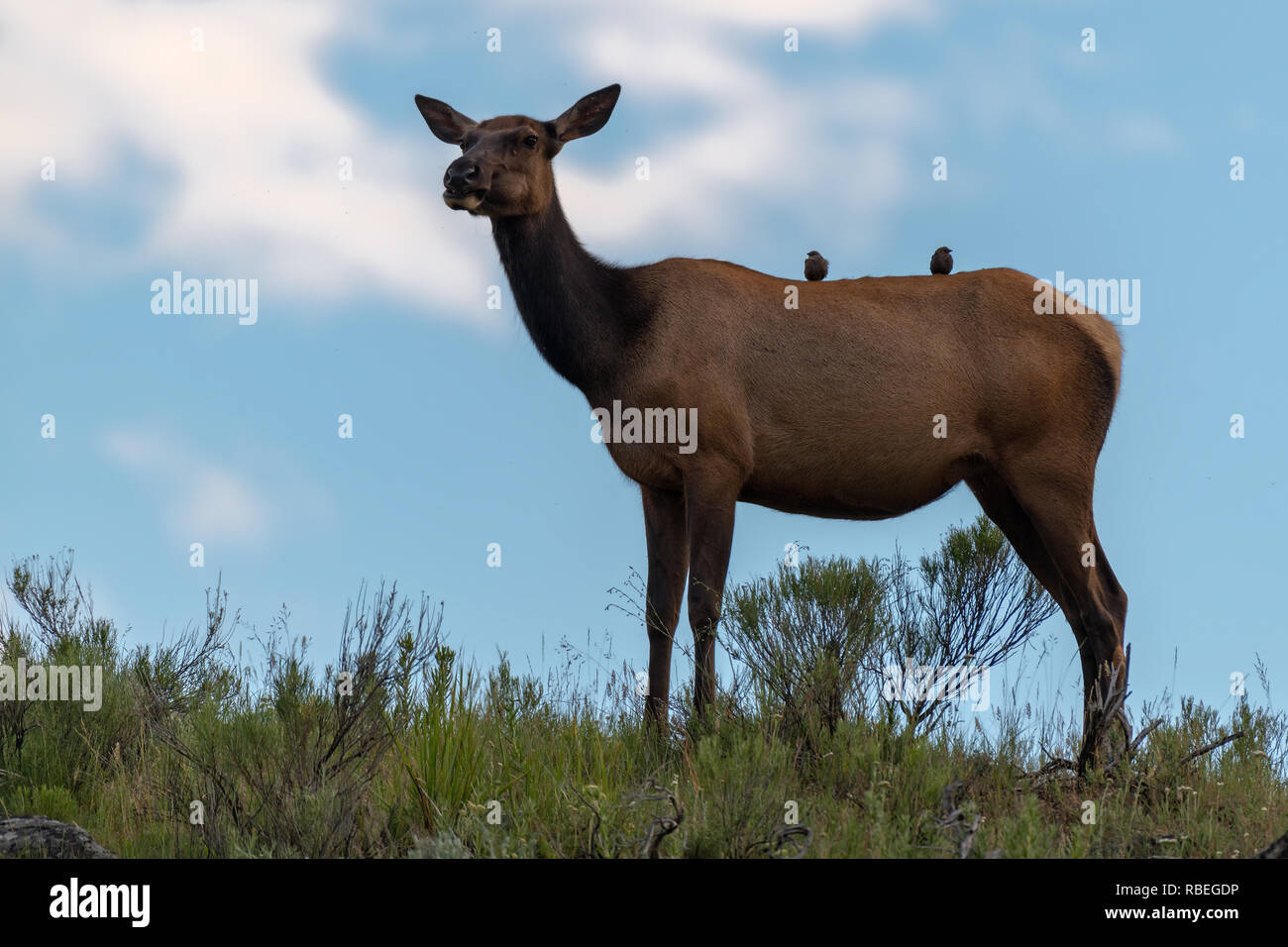 Female Elk is eating grass along the road at Yellowstone National Park ...