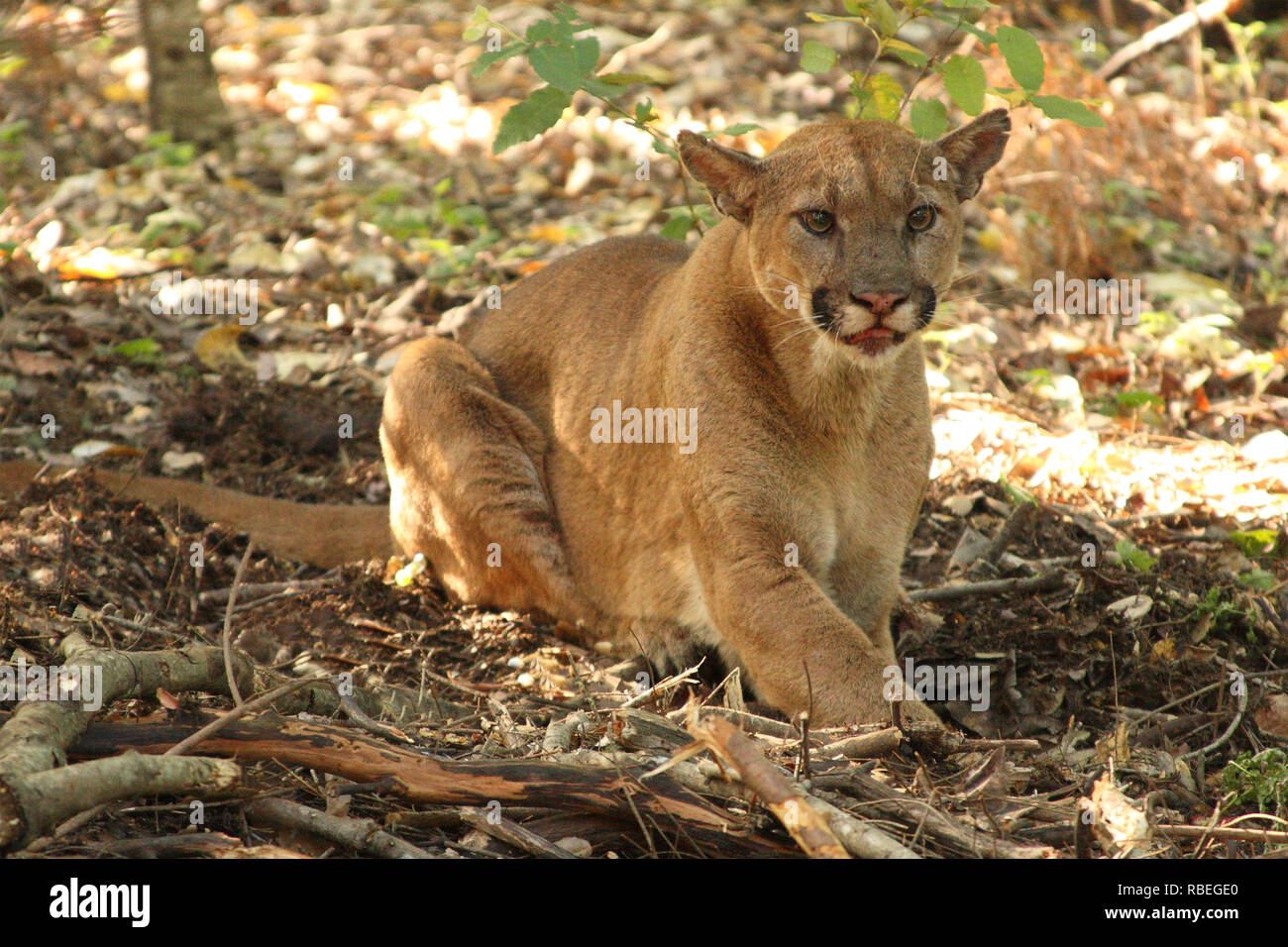 Gorgeous puma hi-res stock photography and images - Alamy