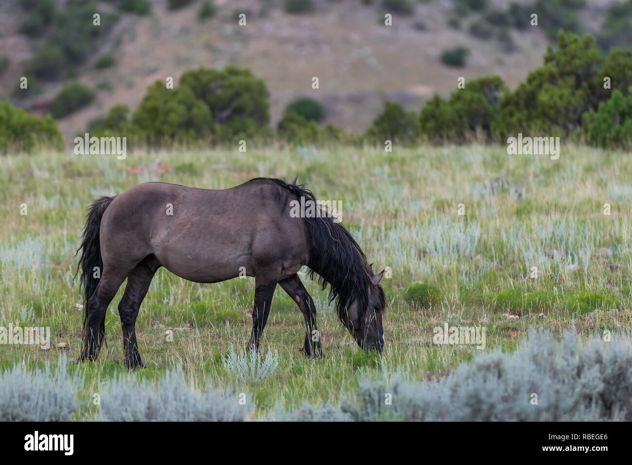 Wild Horses in the Pryor Mountains Wild Horse Range in Montana