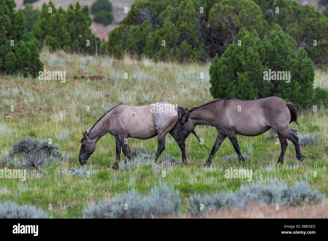 Wild Horses in the Pryor Mountains Wild Horse Range in Montana