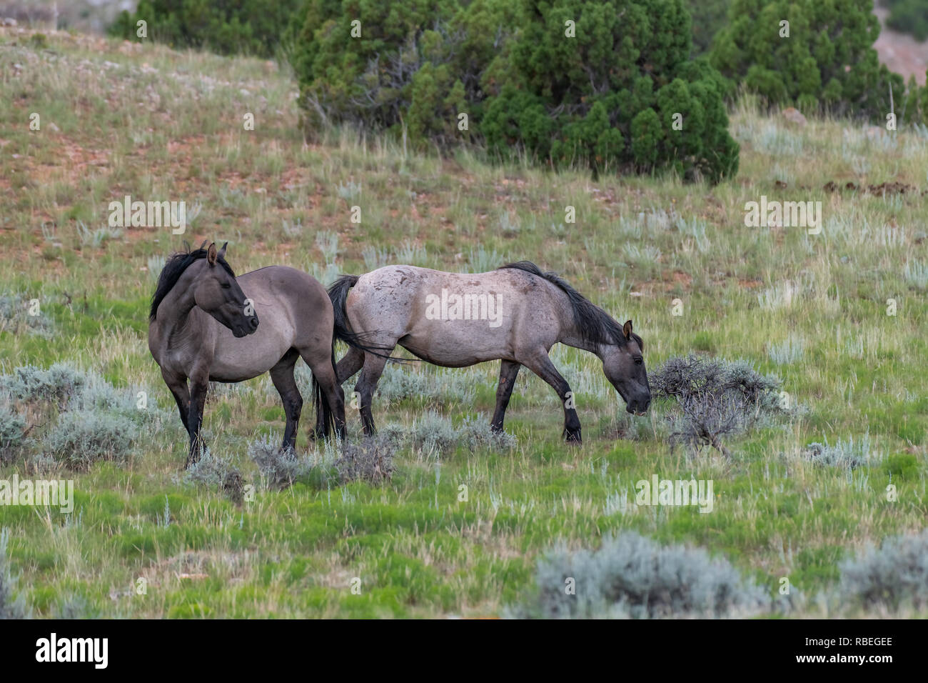 Wild Horses in the Pryor Mountains Wild Horse Range in Montana