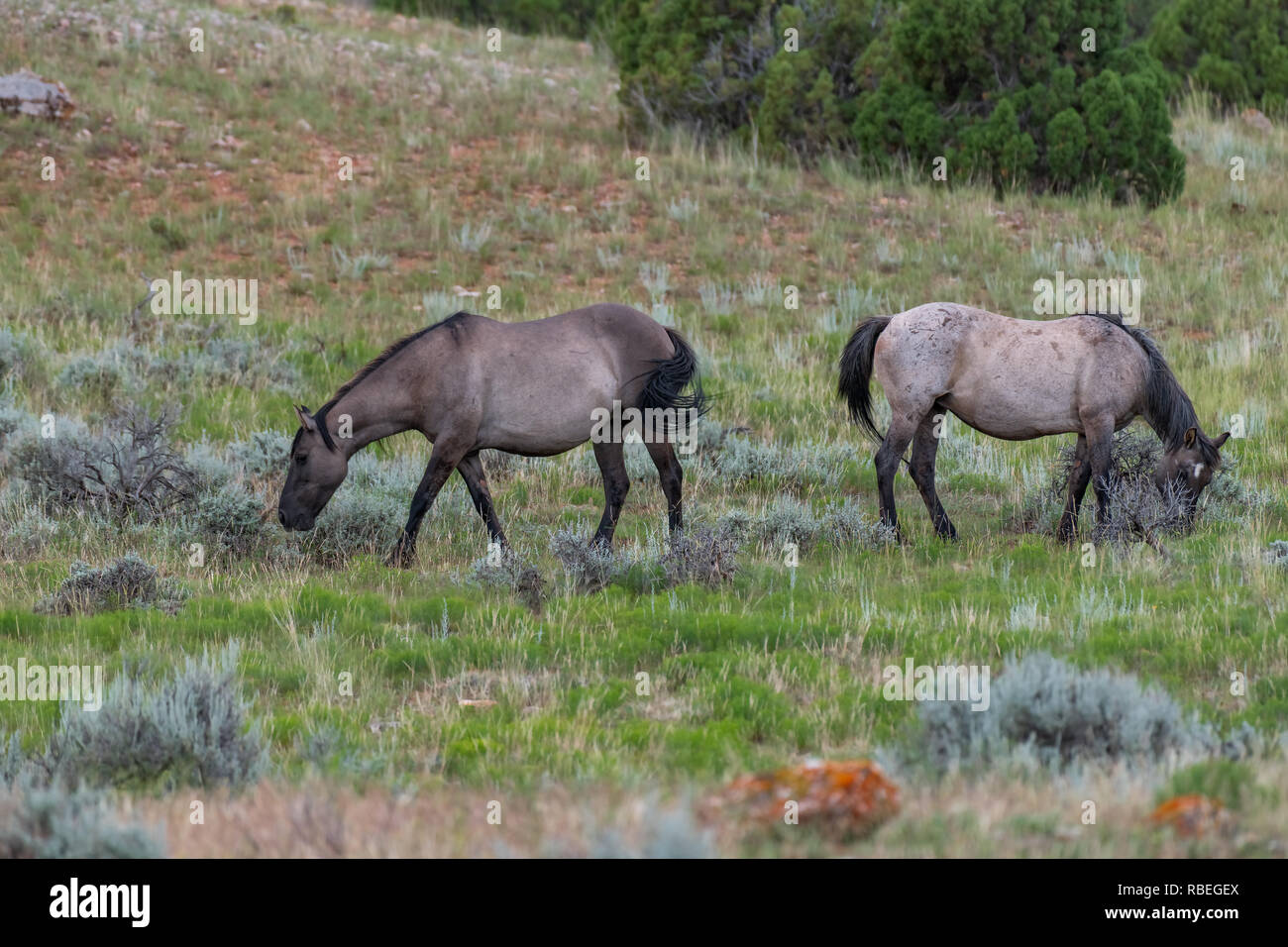 Wild Horses in the Pryor Mountains Wild Horse Range in Montana