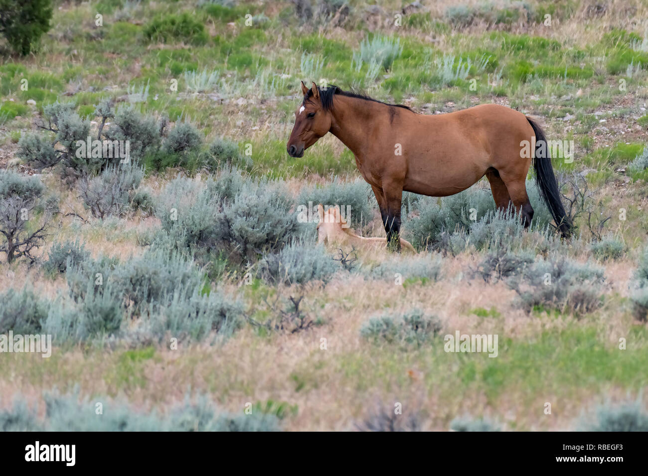 Pryor mountains wild horse range hires stock photography and images