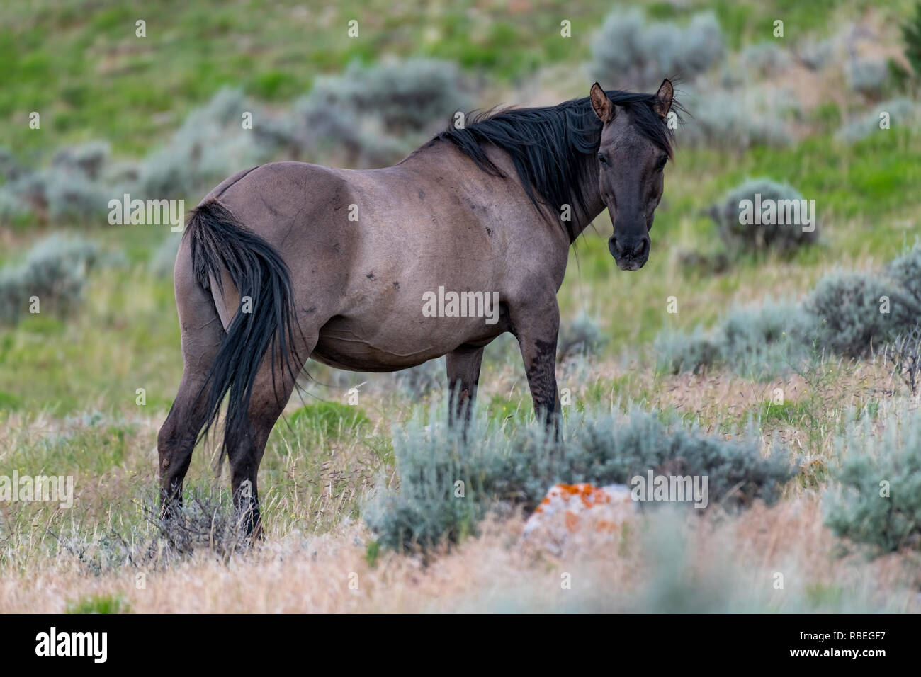 Wild Horses in the Pryor Mountains Wild Horse Range in Montana