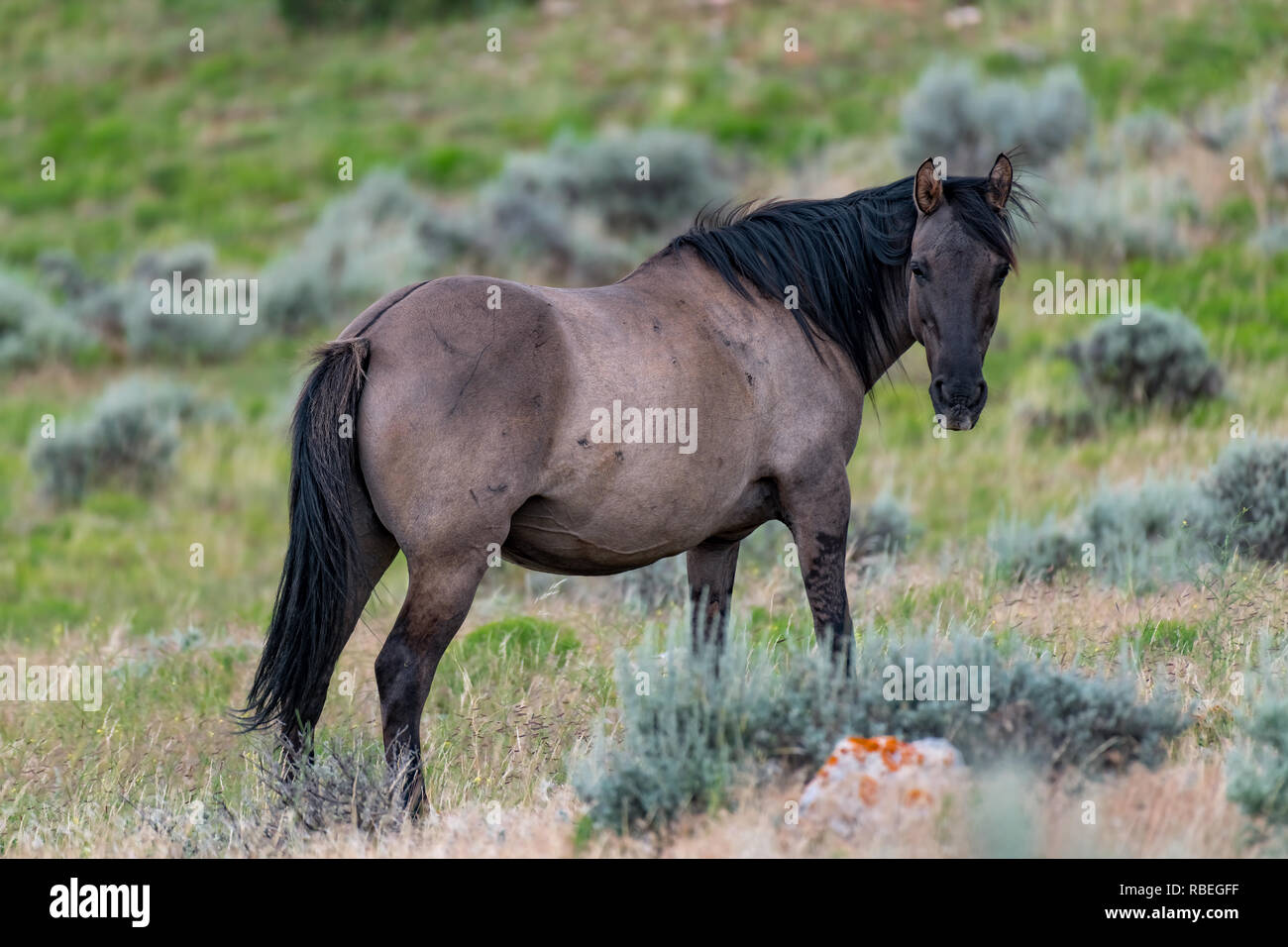 Wild Horses in the Pryor Mountains Wild Horse Range in Montana