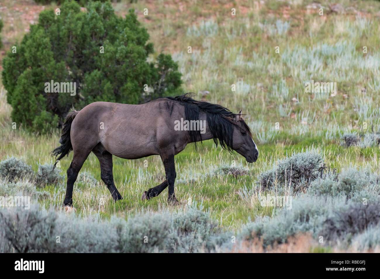 Wild Horses in the Pryor Mountains Wild Horse Range in Montana - Wyoming USA Stock Photo