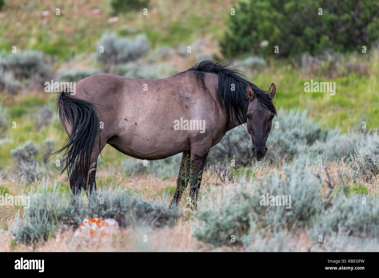 Wild Horses in the Pryor Mountains Wild Horse Range in Montana