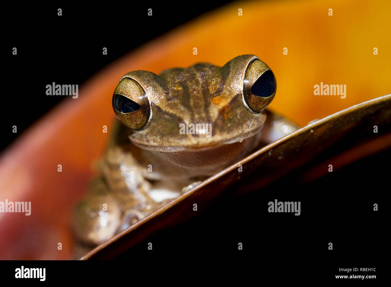Tree frog Stock Photo