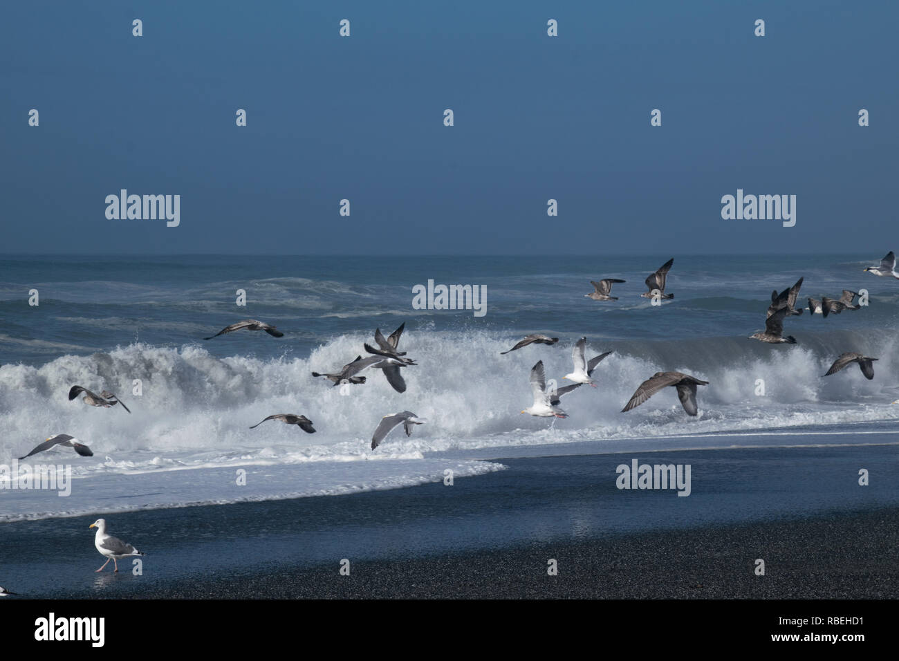 Seagulls on the Oregon Coast Stock Photo