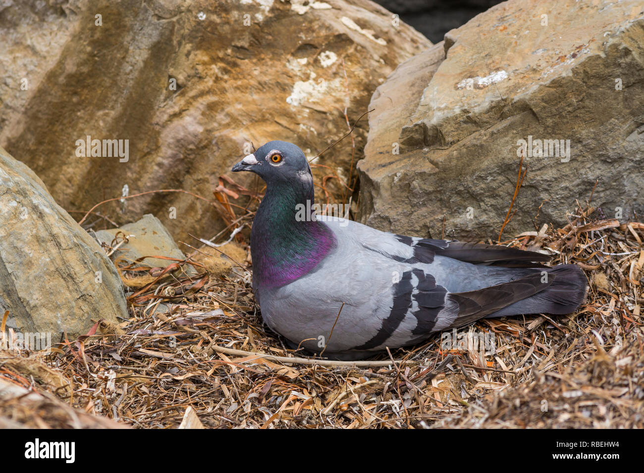 Pigeon nest hires stock photography and images Alamy