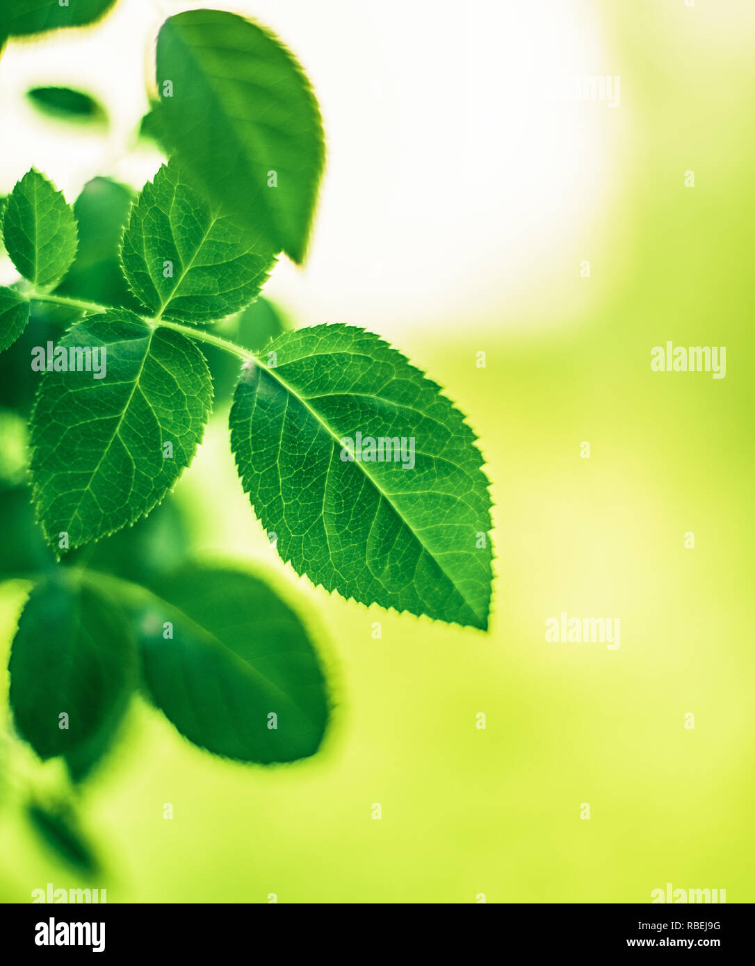 green leaves - nature backgrounds and springtime concept, elegant ...
