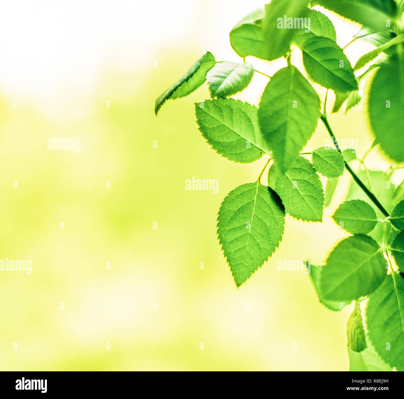 green leaves - nature backgrounds and springtime concept, elegant ...