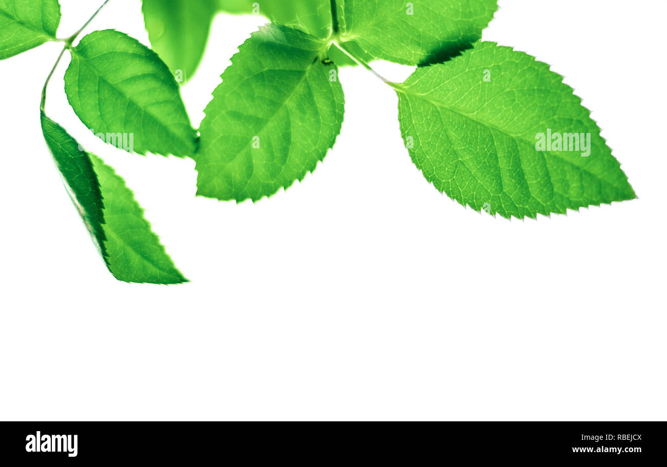 green leaves isolated on white background - nature and springtime ...