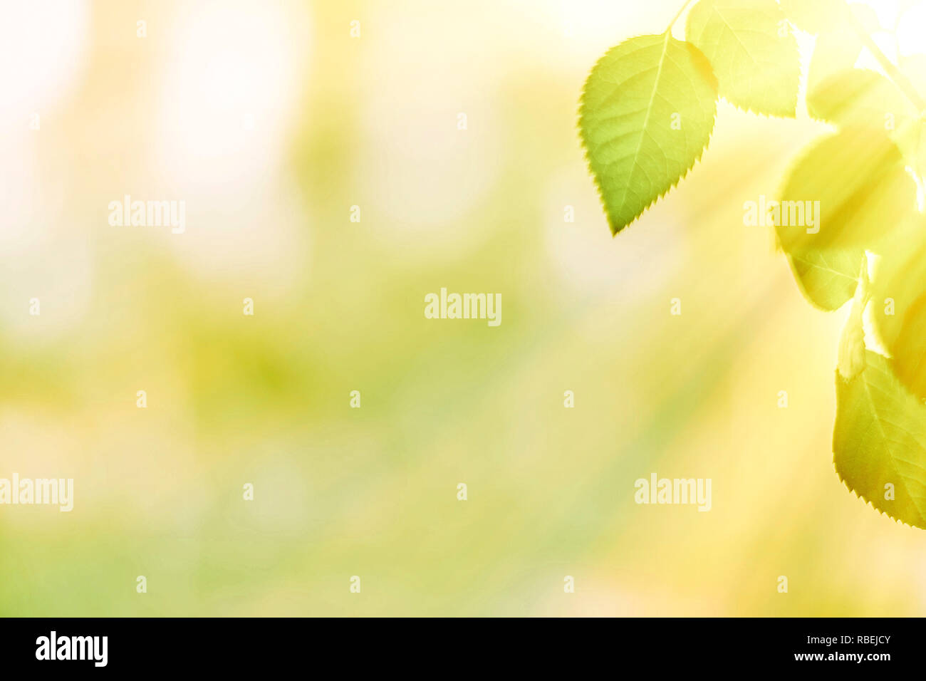 green leaves - nature backgrounds and springtime concept, elegant ...