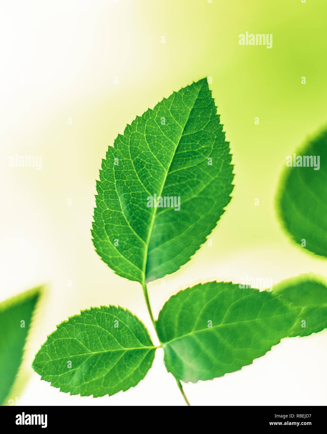 green leaves - nature backgrounds and springtime concept, elegant ...