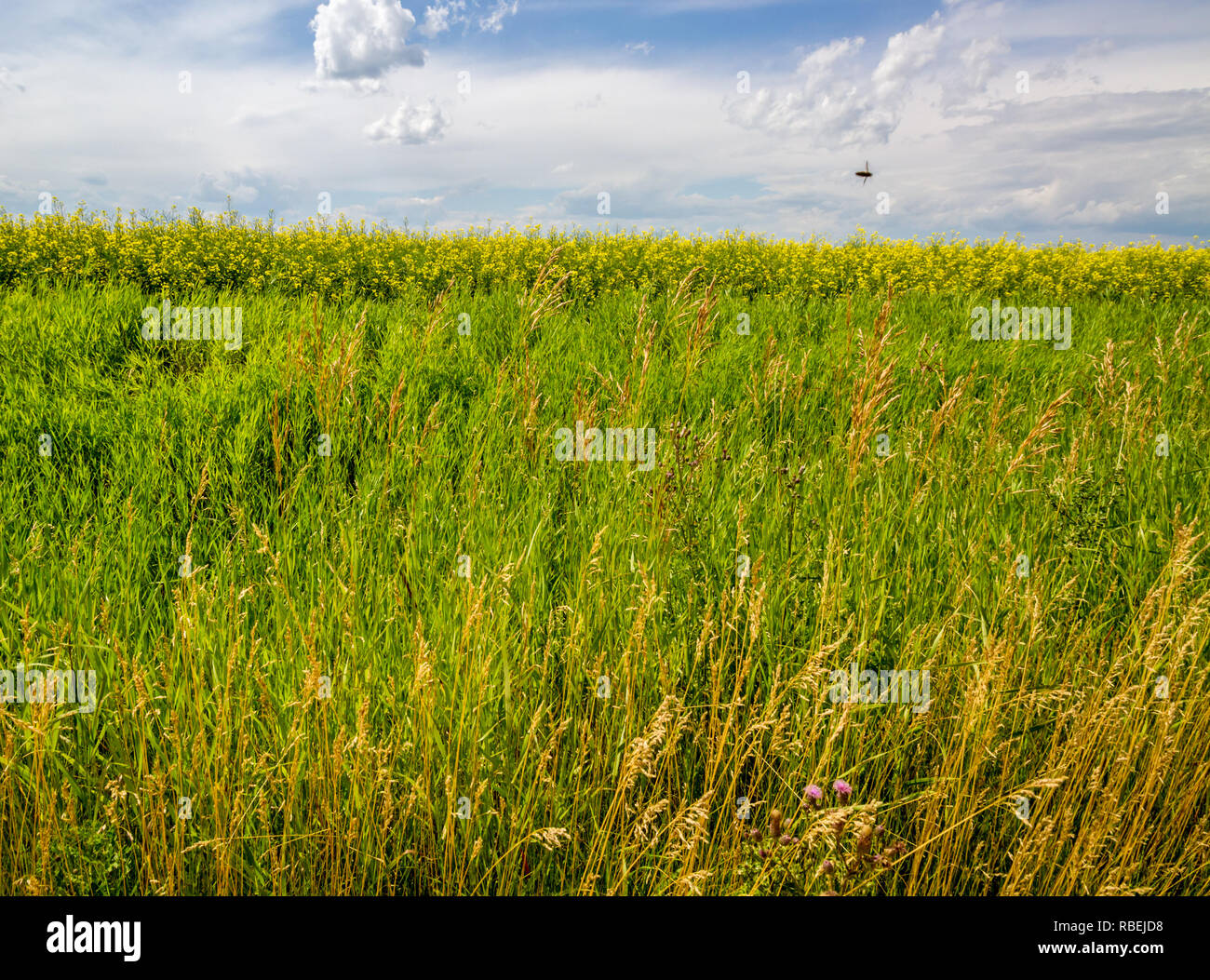 Bee buzzes over a crop planted in a field, with blue sky and clouds, in southern Alberta, Canada. Weather governs how well crops do on Prairies. Stock Photo