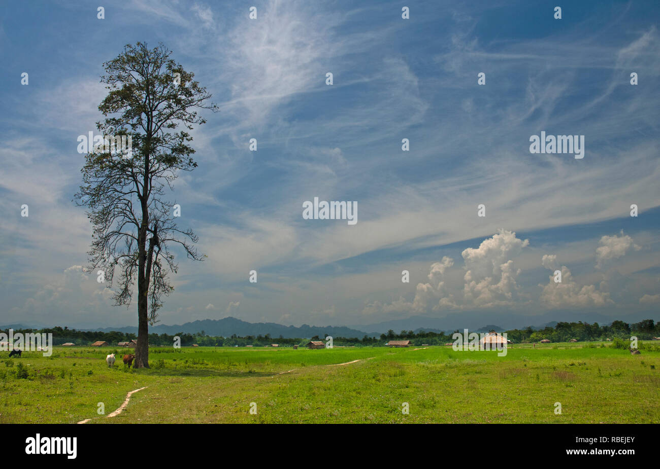Landscape view of fields at Assam, Arunachal Pradesh Border, Assam, India Stock Photo