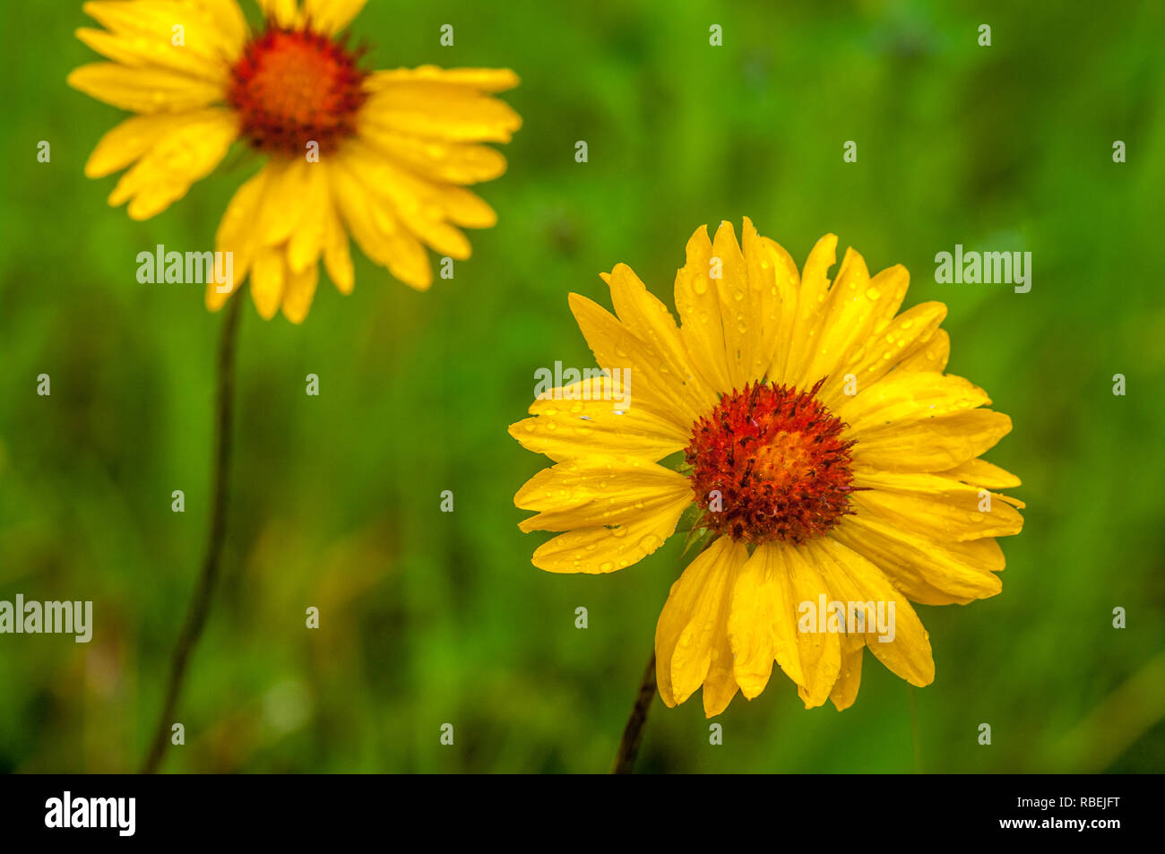 Brown eyed susans in all their splendour after rain creates saturated, beautiful colours in lush landscape at Glacier National Park, Montana, U.S. Stock Photo