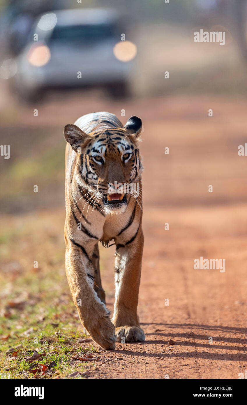 Tiger on the road seen at Tadoba, Chandrapur, Maharashtra, India Stock Photo