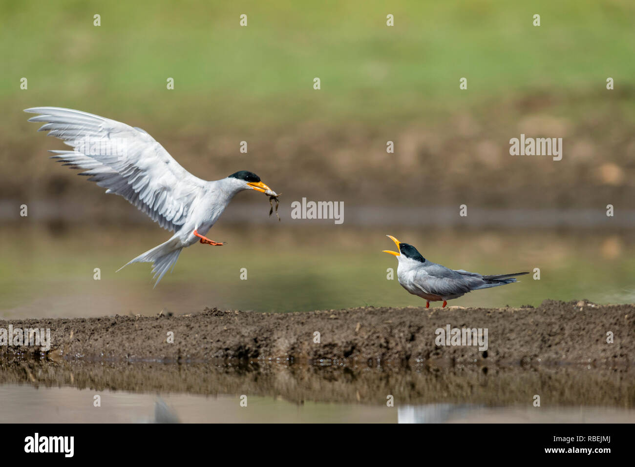 River Terns Feeding at Bera hills, Bera Jawai, Rajasthan, India Stock Photo