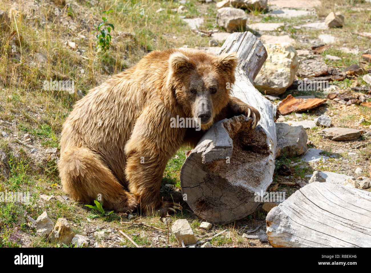 Himalayan brown bear (Ursus arctos isabellinus), also known as the