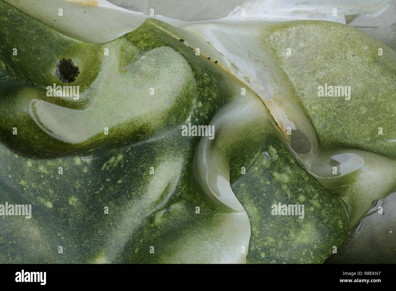 Green algae on rock pattern Stock Photo Alamy