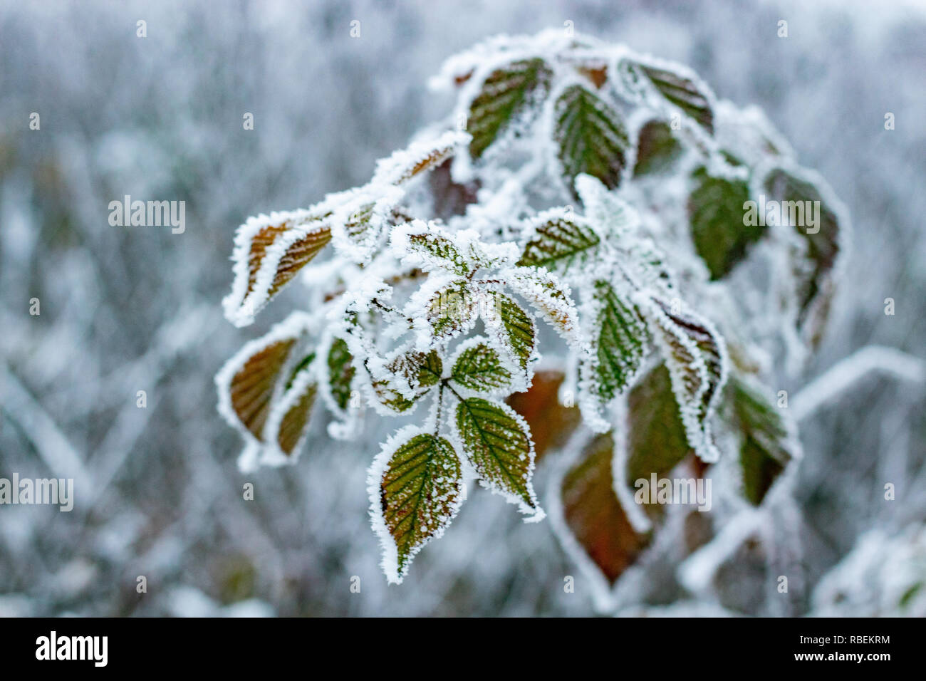 Green leaves covered with hoarfrost and ice Stock Photo