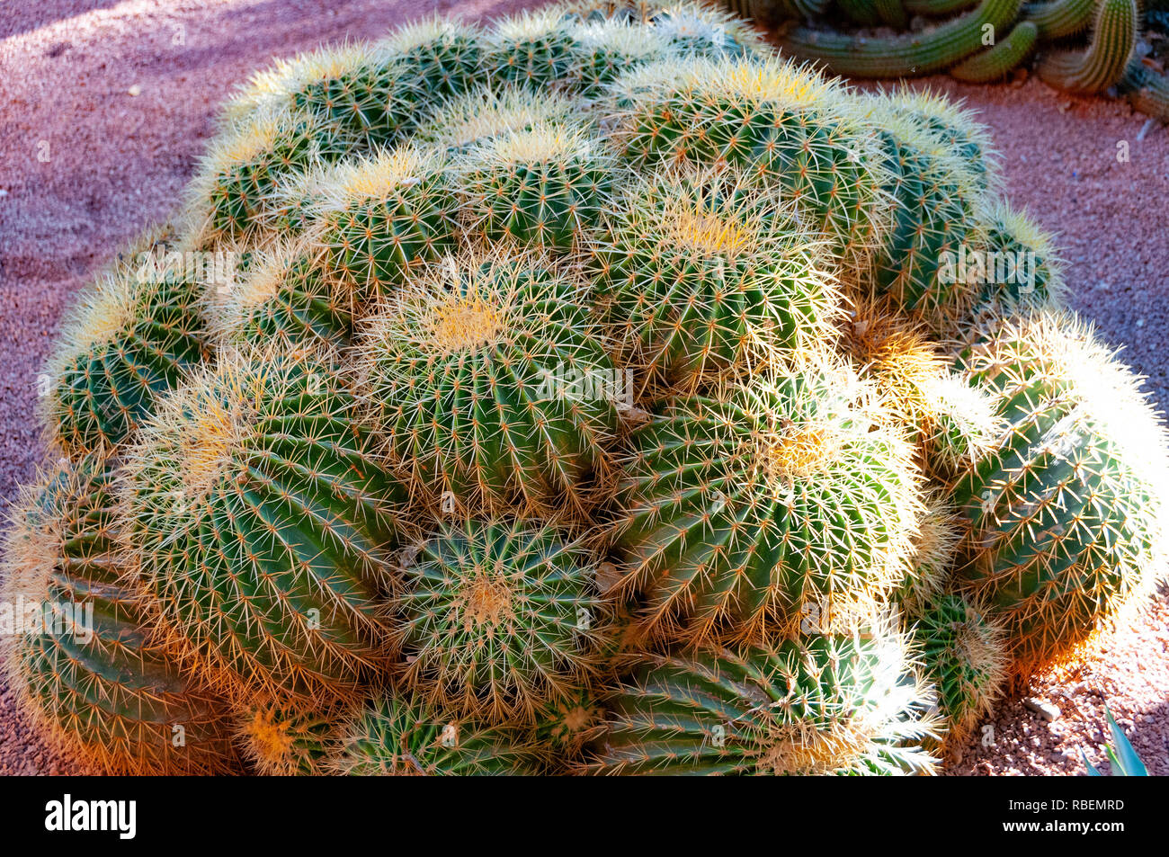 Echinocactus grusonii in the Majorelle Garden designed by Jacques Majorelle  and restored by Yves Saint Laurent in Marrakesh, Morocco. Stock Photo