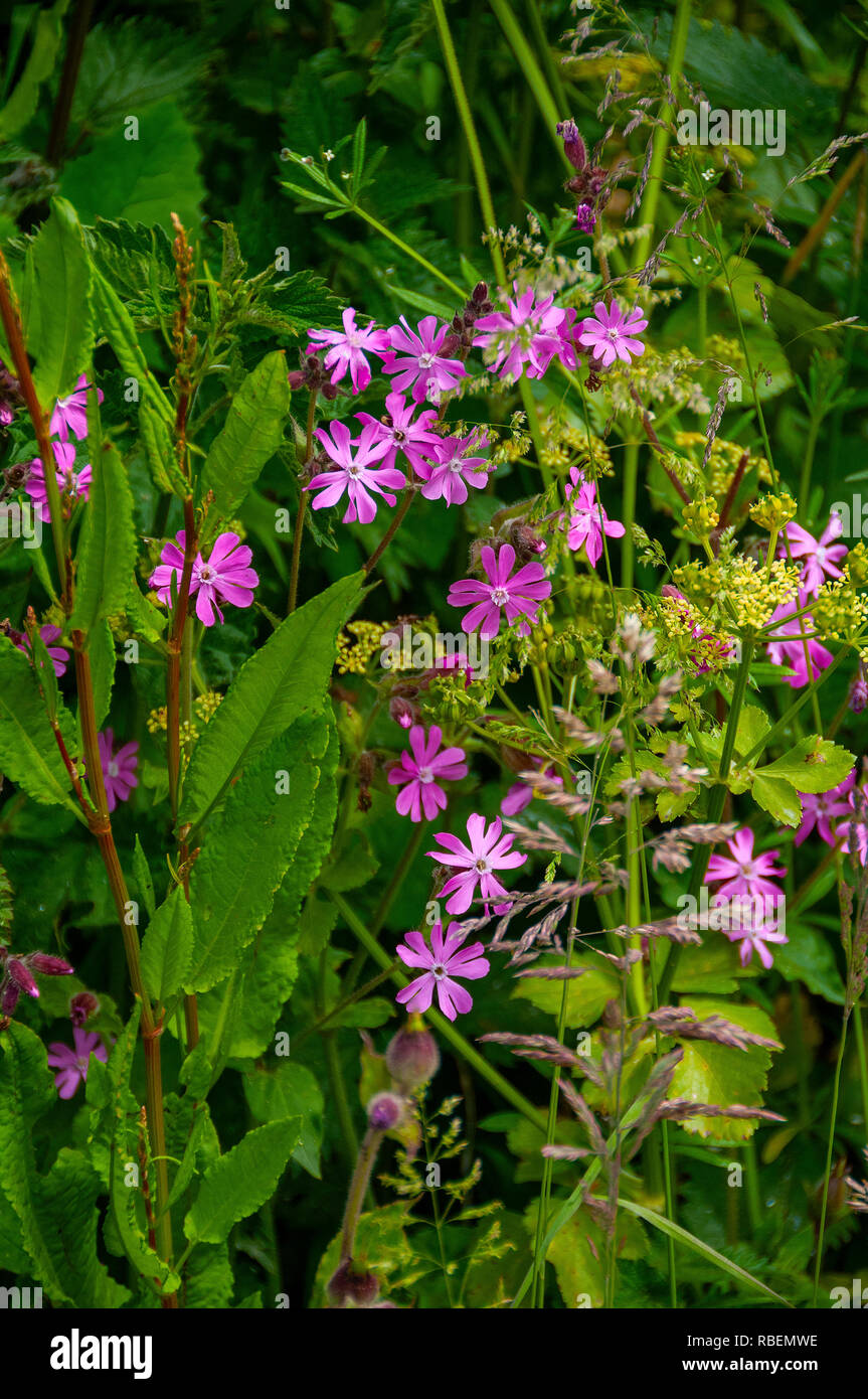 Red Campion and other wildflowers and grasses photographed in the coastal area around Croyde, Devon, England Stock Photo